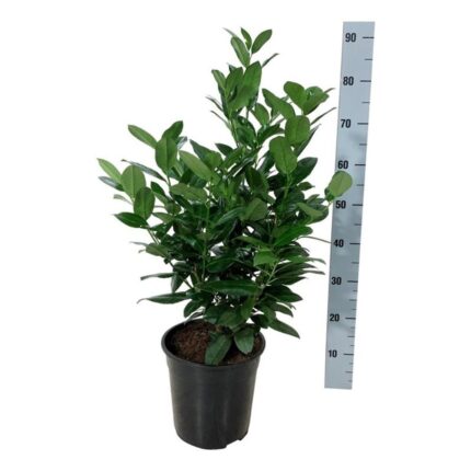Prunus l. 'Obelisk' / 50-60 / 6L potte