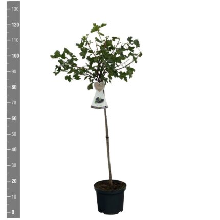 Ribes 'Josta' (Jostaberry) / 60cm / 5L potte