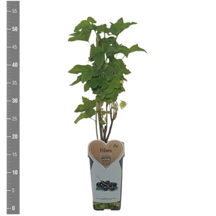 Ribes nigr. 'Titania' / 1,7 L potte