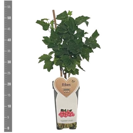 Ribes r. 'Rosalinn' / 1,7L potte