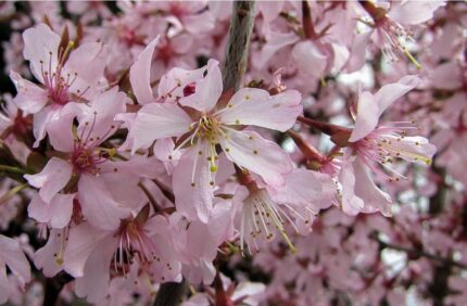 Prunus nipponica 'Ruby' / ca 100cm