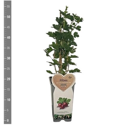 Ribes u.-c. Hinnonmäki Röd ('H. Punainen') / 1,7 L potte