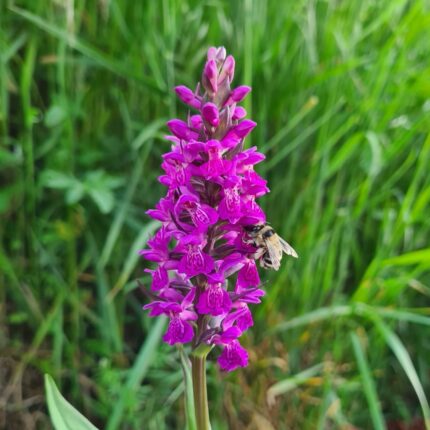Hageorkide -Dactylorhiza Purpurella