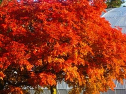 Rogn HALLA SAN®  E-plante oppstammet, stammehøyde 80 - 100 cm, 10 liter