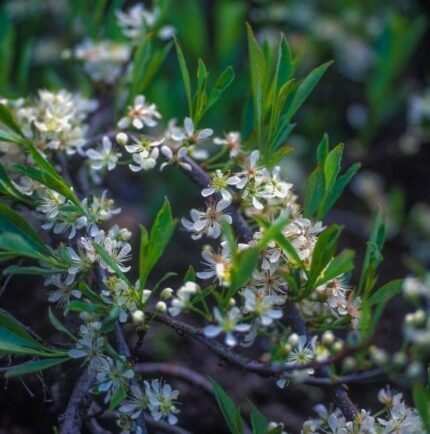 Krypkirsebær - Prunus pumila var. depressa, E-plante, pottestr. 1,5 l.