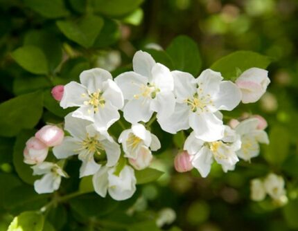 Sargenteple- Malus toringo var. sargentii fk Ås E-plante, pottestr. 1,5 l.