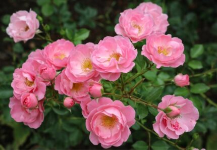 Kryprose " Summerwind"  3, 5 l  potte