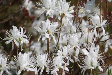Rhododendron canadense "albiflorum" 20/25 cm 5 l potte