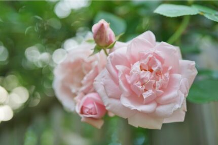 Klatrerose "New Dawn"  3,5 l potte