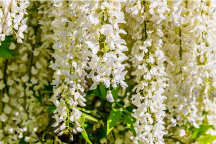 Blåregn "Shiro-Noda" (long alba)  80-100 cm 2 l potte