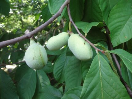 PawPaw  50/60 cm  3 l potte