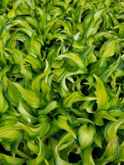 Hosta "Lakeside little tuft"   11 cm potte