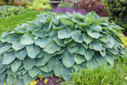 Hosta "Big Daddy"  11 cm potte