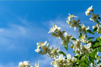 Duftskjærsmin,Philadelphus coronarius 'Finn', E - plante, pottestr. 1,5 l. (ungplanter)