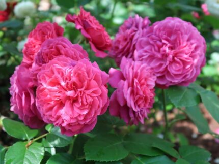 Klaserose "Leonardo Da Vinci"