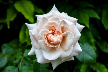 Klatrerose "Penny Lane"  4 l potet