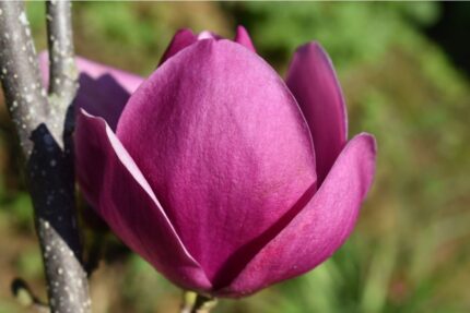 Magnolia "Cleopatra"  100-125     25 l potte