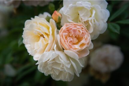 Historisk rose "Ghislaine de Féligonde"  3,5 l potte