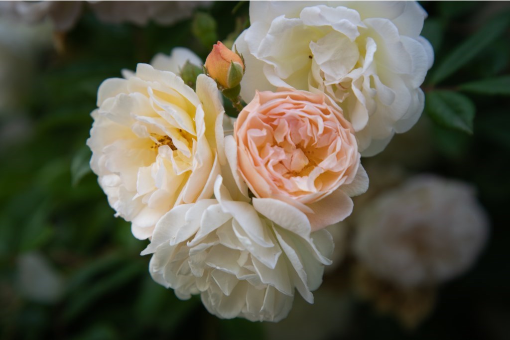 0_shutterstock_1485919979