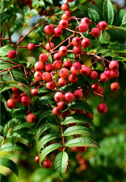 Rogn, Sorbus "Easters Promise", juniortre, sh ca. 170 cm, pottestr. 10 l.
