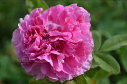 Kanadisk rose "Therese Bugnet"  3,5 l potte