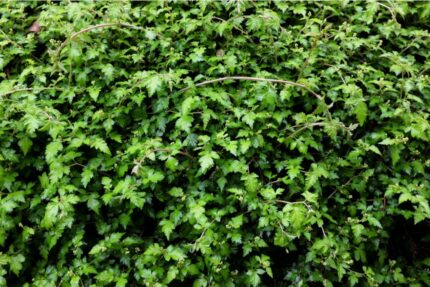 Stephanandra incisa 'Crispa' - Flikkranstopp, pottestr. 1,5 l. (ungplanter)