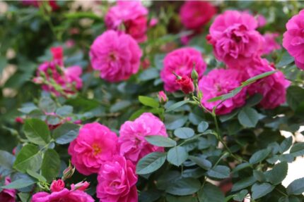 Kanadisk rose "John Cabott"  3, 5 l potte