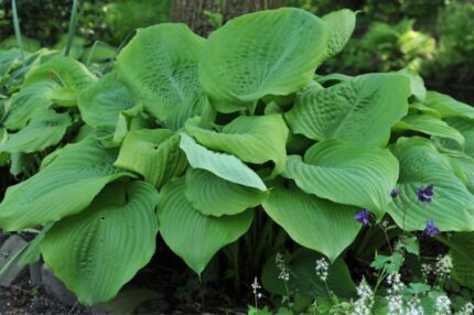 Hosta "Sum & Substancce"  11 cm potte