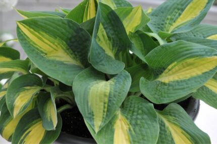 Hosta "Chain Lightning"  11 cm potte