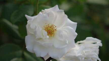 Historisk rose "Alba Suaveolens (Kystkvitrose)  3, 5 l potte