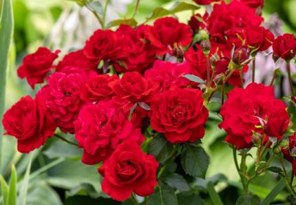 Klaserose "Nina Weibull"  3,5 l potte