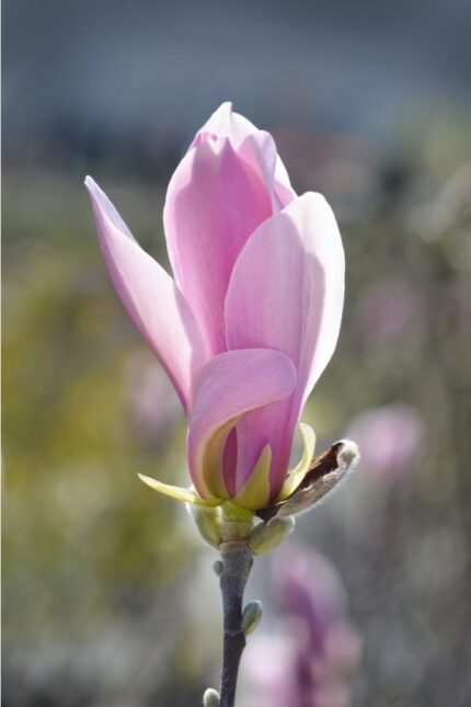 Magnolia "George Henry Kern", sh 50-60 cm, pottestr.4 l.