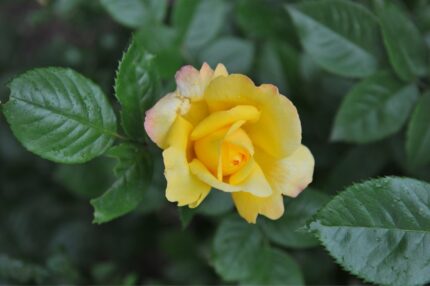 Buskrose "Chinatown"  3,5 l potte