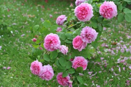 Historisk rose "Comte de Chambord"  3, 5 l potte