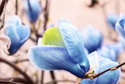 Magnolia 80-100 cm 20 l potte