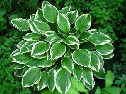 Hosta "Undulata Albomarginata"  11 cm potte