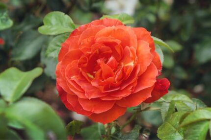 Klaserose "Hot Chocolate"  3,5 l potte