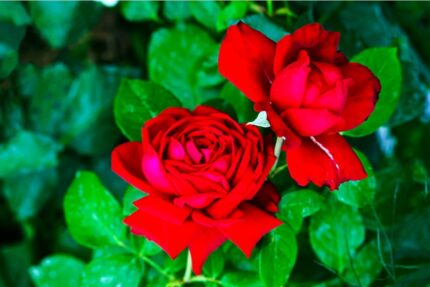 Kanadisk rose "Cuthbert Grant"  3, 5 l potte