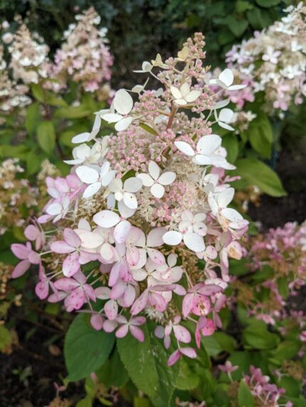 Syrinhortensia "Confetti", pottestr.5 l.