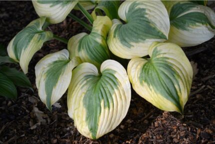 Hosta "Summer lovin"  11 cm potte