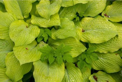 Hosta " Tortilla Chip"  11 cm potte