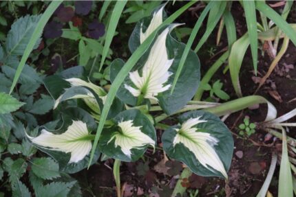 Hosta "Colored Hulk"  11 cm potte