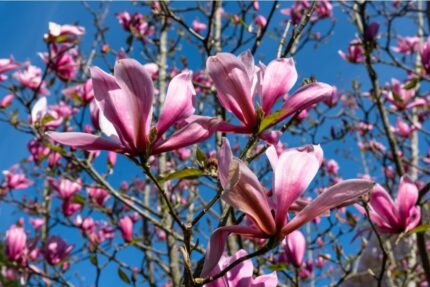Magnolia "Heaven Scent" sh 50-60 cm., pottestr. 3 l.