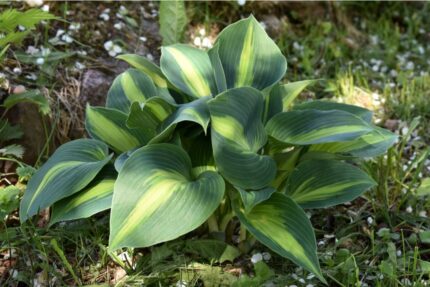 Hosta "catherine"   11 cm potte