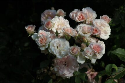 Kanadisk rose "Morden Blush"   3,5 l potte