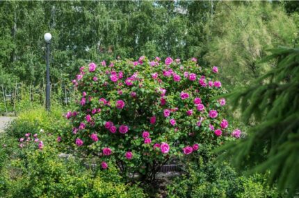 Kanadisk rose "Morden Centennial "  3, 5 l potte