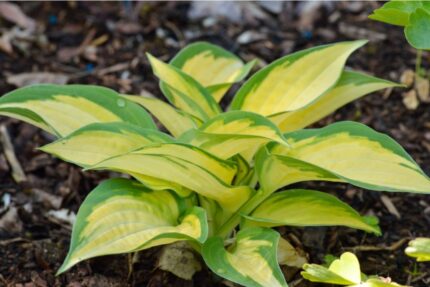 Hosta " Marmelade on toast"  11 cm potte