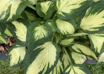 Hosta "Revolution" 11 cm potte