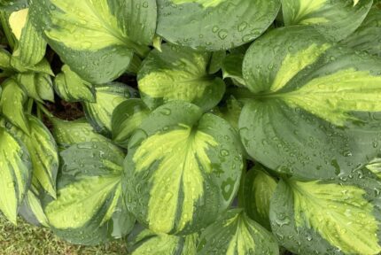 Hosta " Sunset Grooves"  11 cm potte