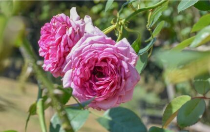 Rose "Dronningen af Danmark", 3-5 gr., pottestr. 3,5 l.